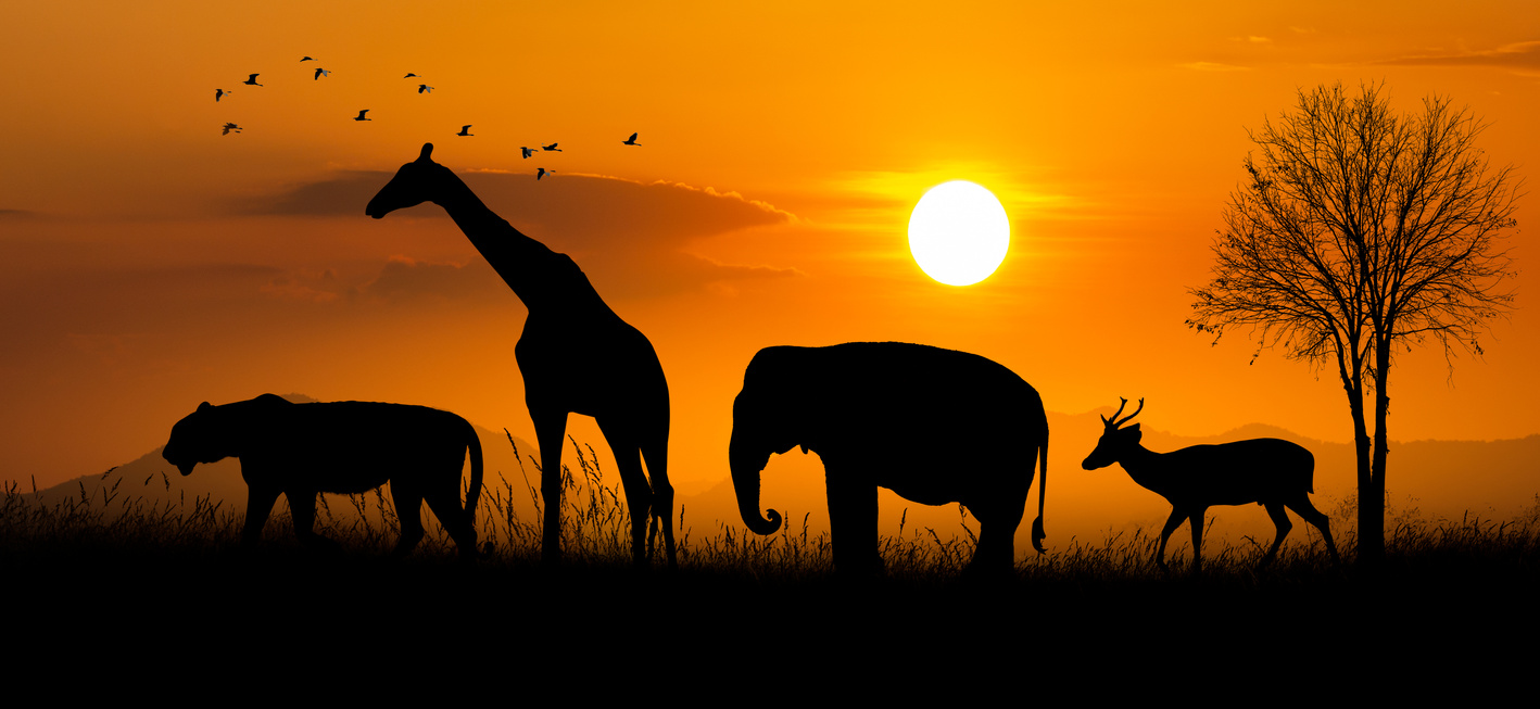 Silhouette of African Safari Animals at Sunset